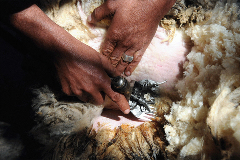 máy cắt lông cừu dê dùng pin
